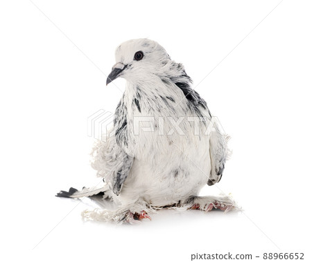 Frillback pigeon in studio 88966652