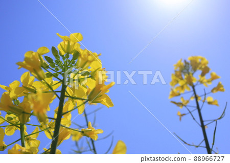 Rape blossoms and blue sky close-up 88966727