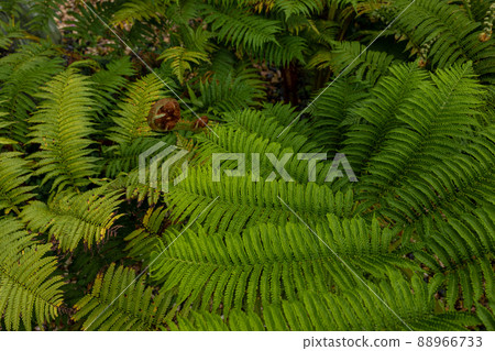 Amami Oshima subtropical plant Hikagehego virgin forest Amami Oshima subtropical plant Hikagehego virgin forest 88966733
