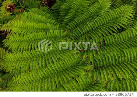 Amami Oshima subtropical plant Hikagehego virgin forest Amami Oshima subtropical plant Hikagehego virgin forest 88966734