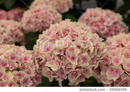 Hydrangea rainy season 88966986