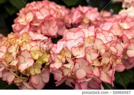 Hydrangea rainy season Hydrangea rainy season 88966987