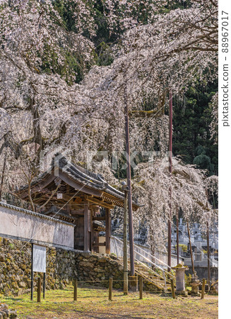 [埼玉/秩父]盛開的天然紀念物。青雲時的藥用門和石階，櫻花盛開。 88967017