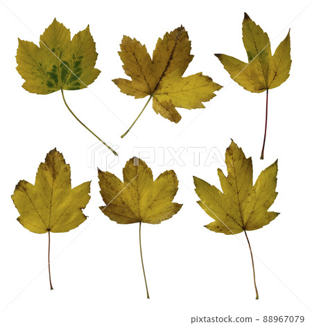 Bright yellow autumn leaves set, isolated object, cutout, isolated element on white background, seasonal spring or summer colorful mood, soft focus and clipping path 88967079