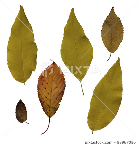 Bright yellow autumn leaves set, isolated object, cutout, isolated element on white background, seasonal spring or summer colorful mood, soft focus and clipping path Bright yellow autumn leaves set, isolated object, cutout, isolated element on white background, seasonal spring or summer colorful mood, soft focus and clipping path 88967080