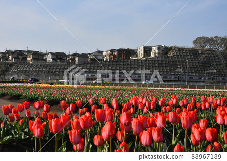 Held at Sakura Furusato Square The 34th Sakura Tulip Festa Held at Sakura Furusato Square The 34th Sakura Tulip Festa 88967189