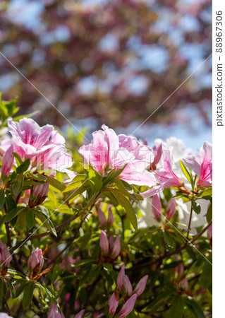 Azalea Azalea 88967306