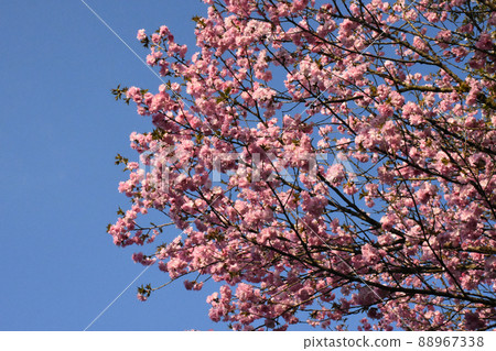 河村紀念DIC美術館庭園內盛開的櫻花 88967338