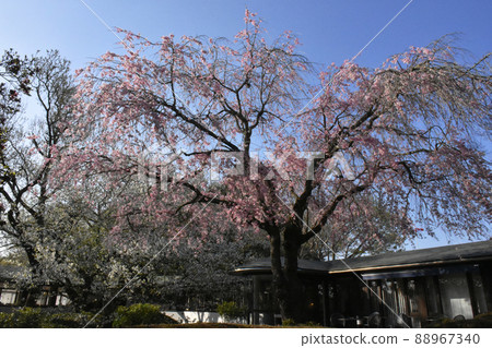 河村紀念DIC美術館庭園內盛開的櫻花 88967340
