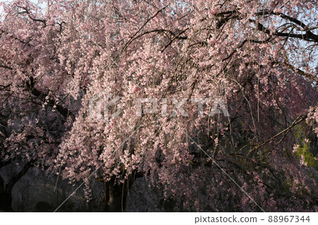 河村紀念DIC美術館庭園內盛開的櫻花 河村紀念DIC美術館庭園內盛開的櫻花 88967344