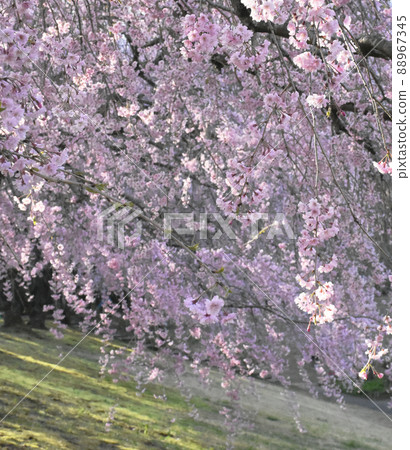 河村紀念DIC美術館庭園內盛開的櫻花 河村紀念DIC美術館庭園內盛開的櫻花 88967345