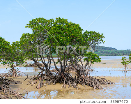 紅樹林退潮 88967470