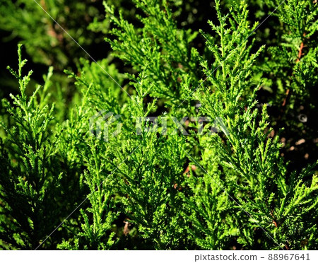 Image of green flowers as background image Image of green flowers as background image 88967641