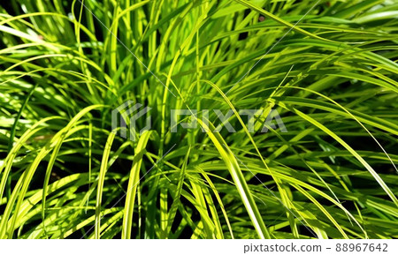 Image of green flowers as background image 88967642