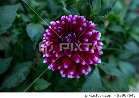 Dahlia 88967643