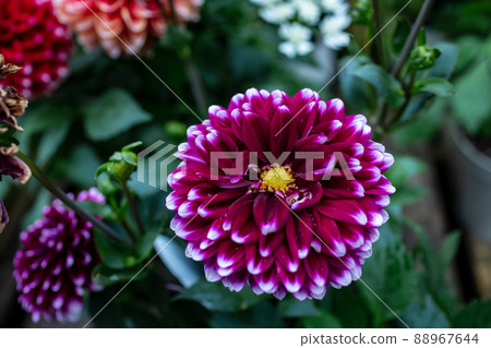 Dahlia Dahlia 88967644