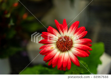 Gerbera Gerbera 88967688