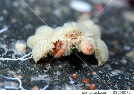 Quenching crab 88968072