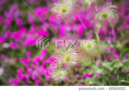 Pulsatilla and moss phlox Pulsatilla and moss phlox 88968082