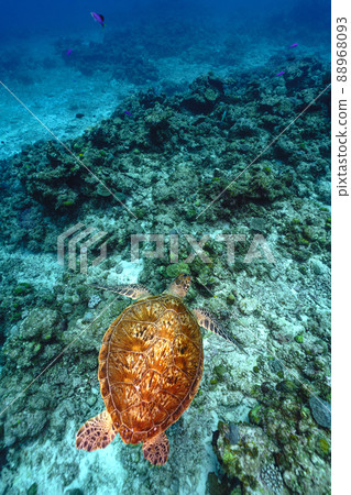 Sea turtle Sea turtle 88968093