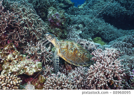 Sea turtle Sea turtle 88968095