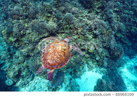 Sea turtle Sea turtle 88968100