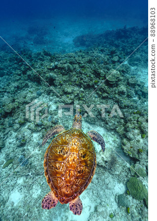 Sea turtle 88968103