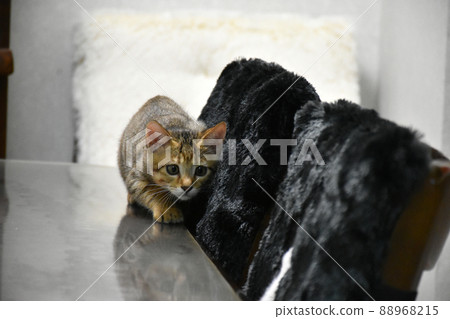 Kijitora小貓被遺棄在紙板箱中 88968215