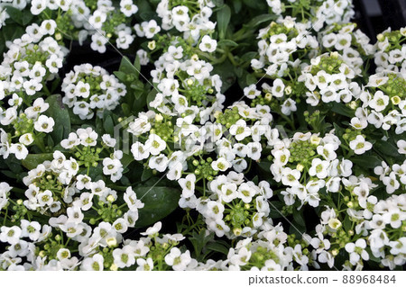 White and adorable little alyssum flower 88968484