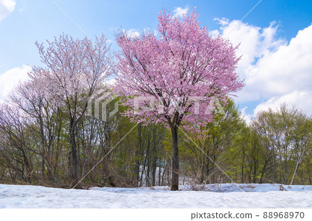 新鮮的綠色森林和雪地上的櫻花 2 88968970