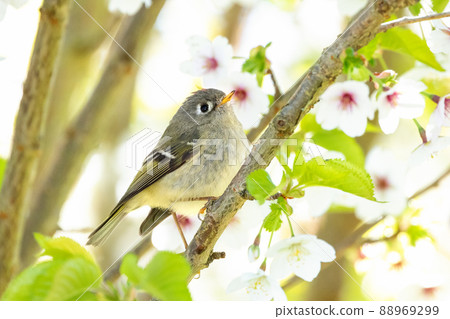 Ruby crowned Kinglet 88969299