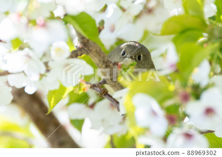 Ruby crowned Kinglet Ruby crowned Kinglet 88969302