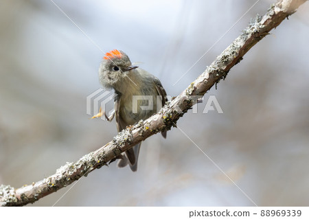 Ruby crowned Kinglet 88969339