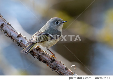 Ruby crowned Kinglet 88969345