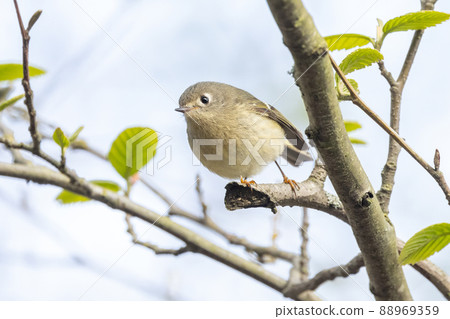 Ruby crowned Kinglet 88969359
