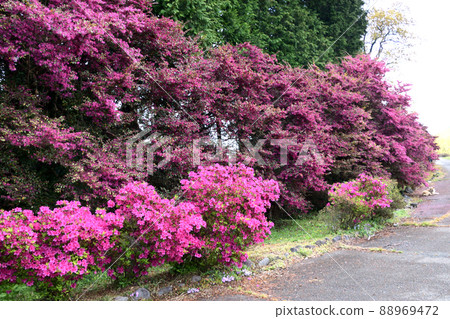 西春館公園的常盤萬作和杜鵑花 西春館公園的常盤萬作和杜鵑花 88969472