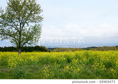 Reharukan花卉公園油菜花 Reharukan花卉公園油菜花 88969473