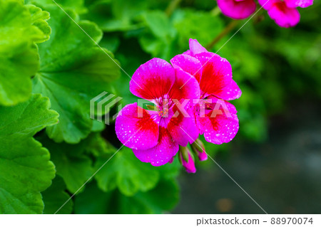 Geranium montenjiquaoi 88970074