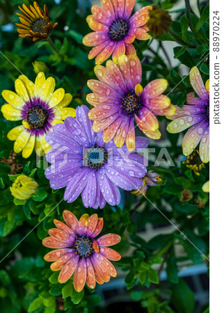Osteospermum Ecronis 88970224