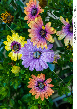 Osteospermum Ecronis 88970225