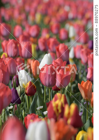 Tulip flowers 88970275