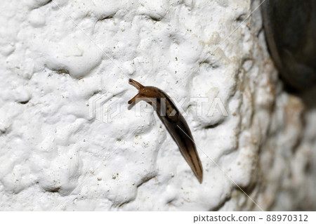 Chacoura slug 88970312