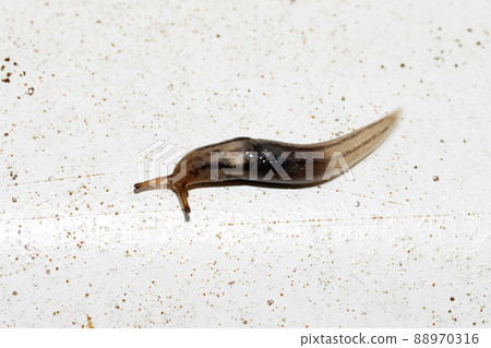 Chacoura slug 88970316