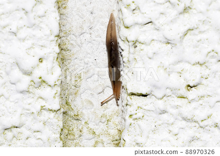 Chacoura slug 88970326