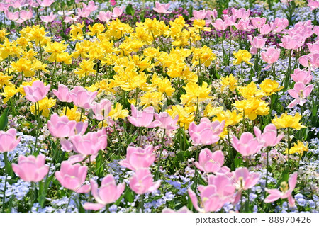 Tulip Tulip 88970426