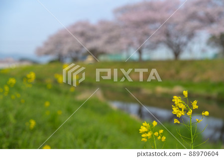 Kusaba River Cherry Blossom Trees in Chikuzen Town, Fukuoka Prefecture Kusaba River Cherry Blossom Trees in Chikuzen Town, Fukuoka Prefecture 88970604