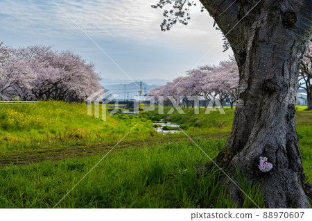 福岡縣築前町的草場川櫻花 福岡縣築前町的草場川櫻花 88970607