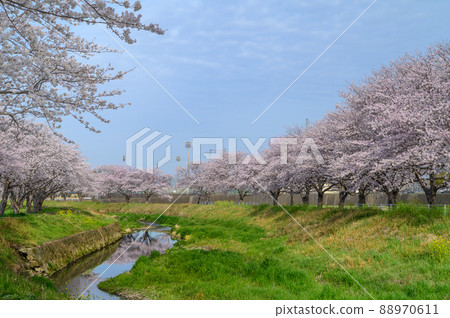 福岡縣築前町的草場川櫻花 福岡縣築前町的草場川櫻花 88970611
