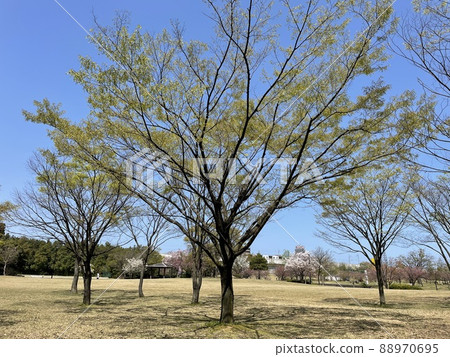 Fresh green of Inari Park, Toyama Prefecture 88970695