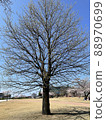 Toyama Return Water Park A large tree that sprouts all at once 88970699